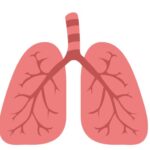 Science Research:Lungs