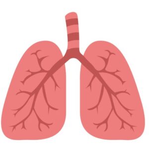 Science Research:Lungs